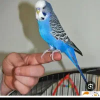 مرغ عشق