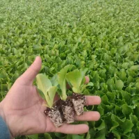 نشا توت فرنگی و کاهو و کلم رسید