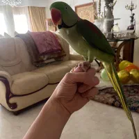 شاه طوطی سخنگو خانگی درشت