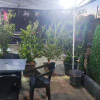 یاس هلندی ارتفاع بلند