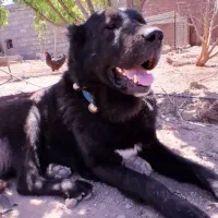 سگ قره سراب