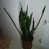 گل سانسوریای شاداب