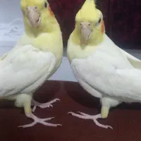 عروس هلندی برای معاوضه