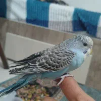 مرغ عشق