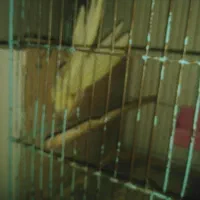 عروس هلندی ماده لوتینو با 6تخم|پرنده|اهواز, کمپلو جنوبی|دیوار