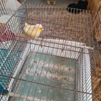 قناری نر کاملا بخون وسالم سلامت کامل