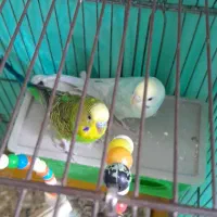 پرنده گمشده