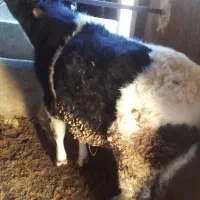 گوساله  در روستای قشقجه