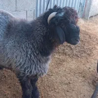 ۱۲۳|حیوانات مزرعه|سی‌سخت, |دیوار