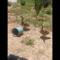 قو قازفروشی