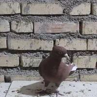 کوت عبدالله