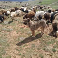 واگذار ماده سرابی