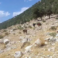 سلام گم شدن درصورت ۴۰ملیون مژدگانی داده میشود|حیوانات|اندیکا, |دیوار