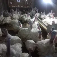 بوقلمون بیوتی گوشتی
