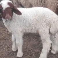 گوسفند نر عراقی