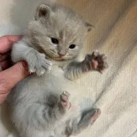 گربه اسکاتیش