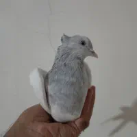 کبوتر کله الماسی ، کله آبی