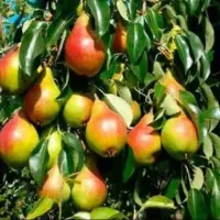 کود ارگانیک.لاهیج کود