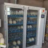 ستر دستگاه جوجه کشی شترمرغ