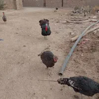 بوقلون محلی|حیوانات مزرعه|زهک, |دیوار