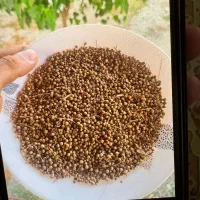 بذرگشنیز