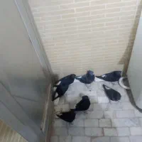 8دم سفید مهر فروشی