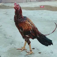 لاری|حیوانات مزرعه|سراوان, |دیوار