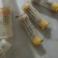 ملکه زنبور عسل