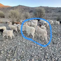 گوسفند  فروشی|حیوانات مزرعه|اسفندقه, |دیوار