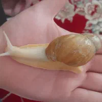 حلزون|خزنده|شیروان (خراسان), |دیوار