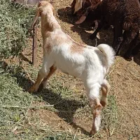 بزغاله نر
