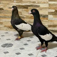 سرک سیاه دمبی شهری