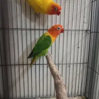 طوطی برزیلی ماده