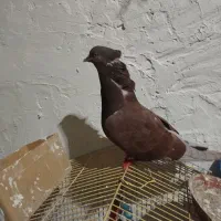 کفتر یا کبوتر|پرنده|رباط‌کریم, شترخوار|دیوار