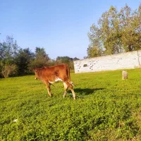 گاو گوساله محلی|حیوانات مزرعه|املش, |دیوار