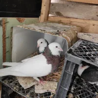 کفتر طوقی ریش ساده