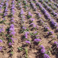 زعفران پوشال . نیشابور|خوردنی و آشامیدنی|نیشابور, هفده شهریور|دیوار