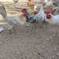 خروس|حیوانات مزرعه|تربتحیدریه, شهید بهشتی|دیوار