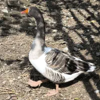 غاز دورگ|حیوانات مزرعه|گرگان, |دیوار