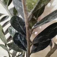 گل زاموفلیاسوپربلک|گل و گیاه طبیعی|نسیمشهر, |دیوار