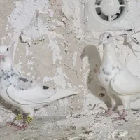 دوتا سار کرمونی