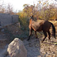 اسب دره شور