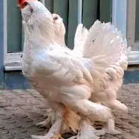 جوجه مرندی سفید کمیاب