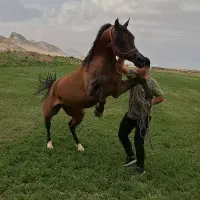 سیلمی پومااکسین|اسب و تجهیزات اسب‌سواری|شوش, |دیوار