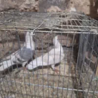 کبوتر دوکت پلاکی|پرنده|جوانرود, |دیوار