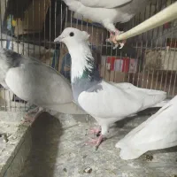 طوقی درجه یک|پرنده|فردیس, داوری|دیوار