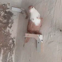 زرد سیندق
