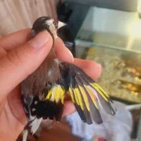 سهره فوری|پرنده|ساوه, |دیوار