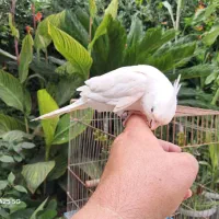 عروس آلبینو ۸ ماهه رام. رام بدون استرس|پرنده|رشت, استادسرا|دیوار