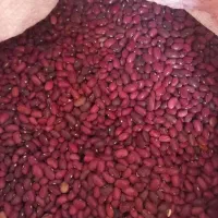 لوبیا قرمز درجه یک